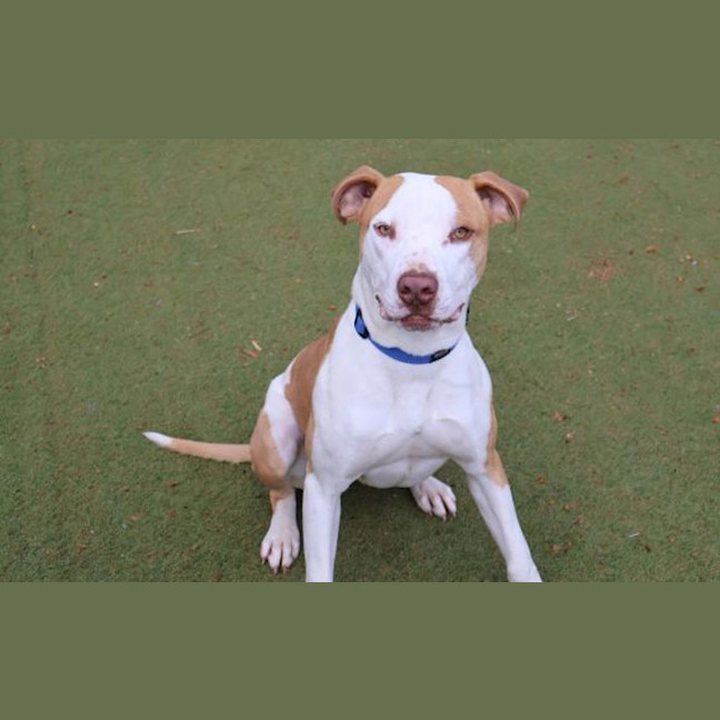 Photo of Bongo