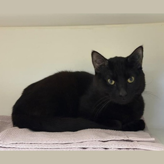 Photo of Midnight