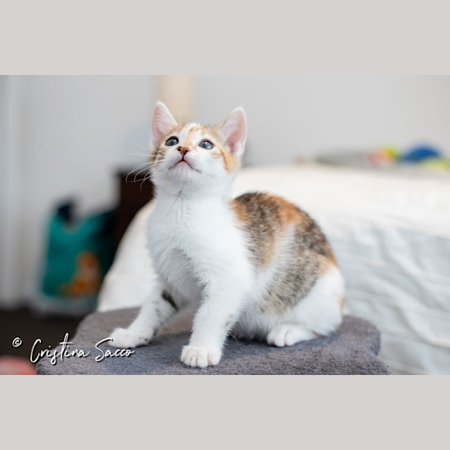 Photo of Squeak