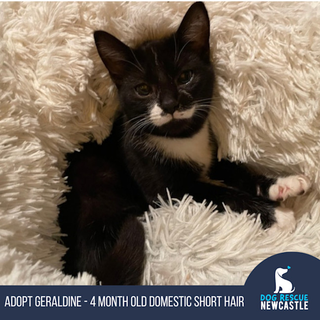 Photo of Geraldine   4 Month Old Domestic Short Hair