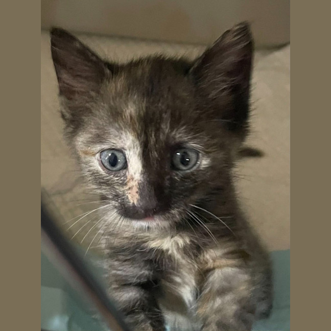 Photo of Paisley