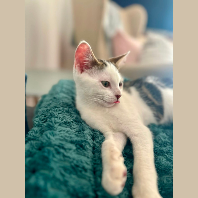 Photo of Major