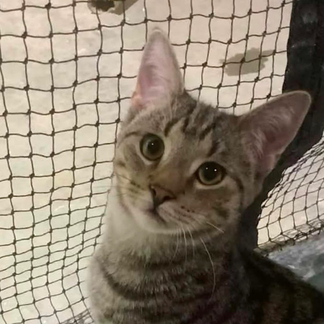 Photo of Bramble