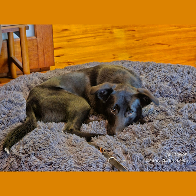 Photo of Tucker