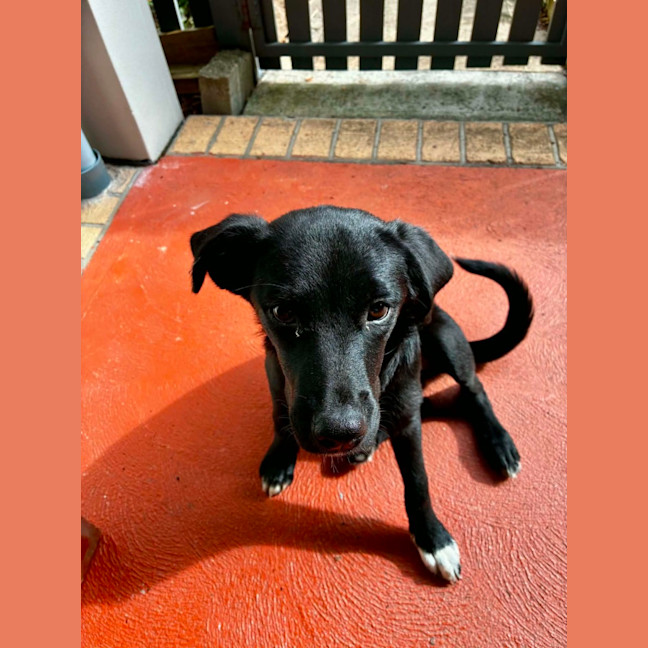 Photo of Jemima   5 Month Old Border Collie X