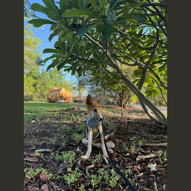 Photo of Yindi
