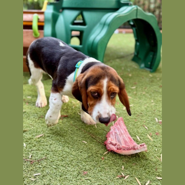Photo of June   5 Month Old Basset Hound X Beagalier