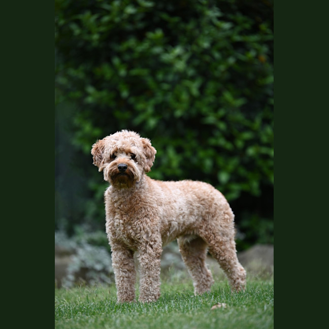 Photo of Crumpet