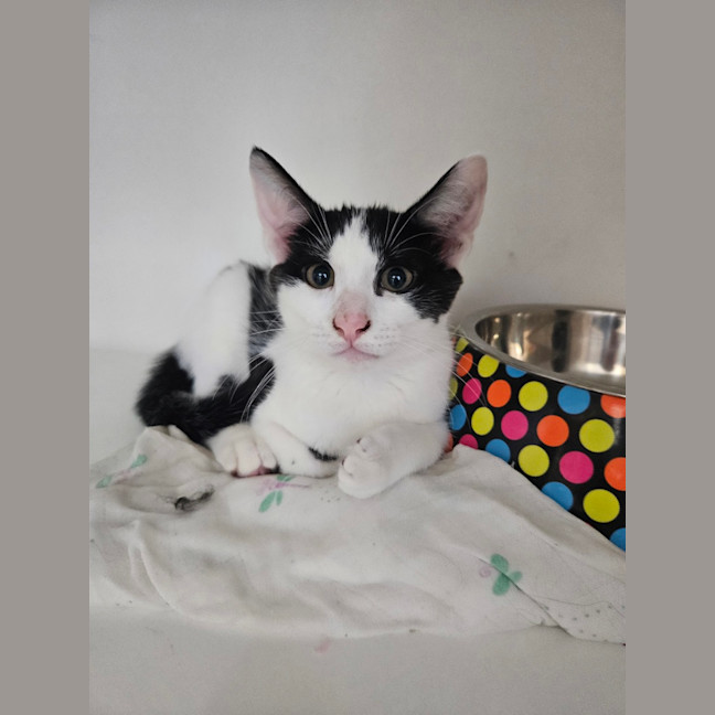 Photo of Guinness