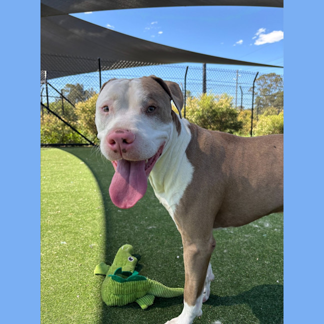 Photo of Ferb Imp 2120