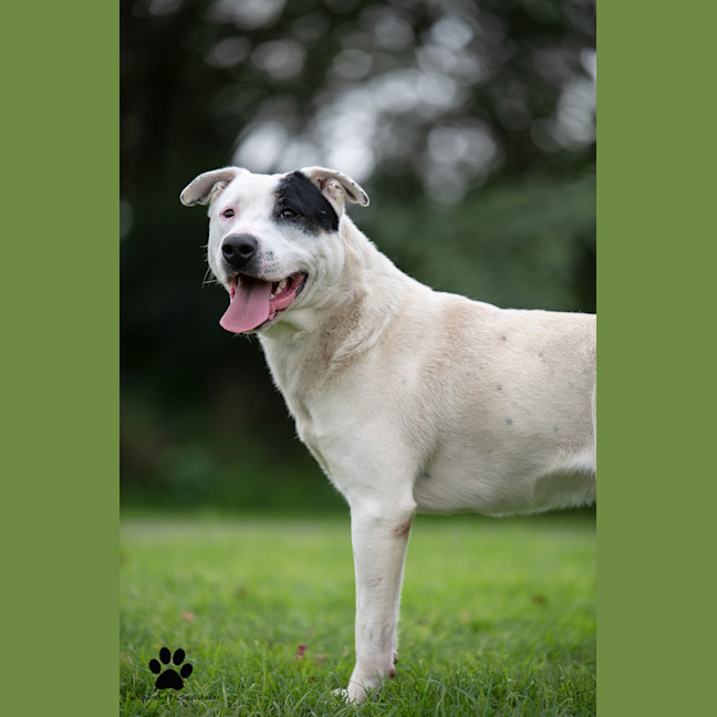 Photo of Pirate