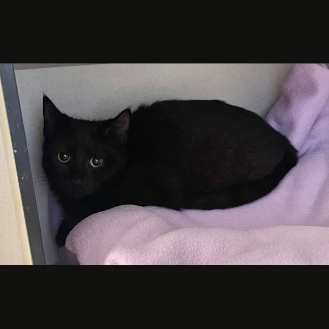 Photo of Dandelion
