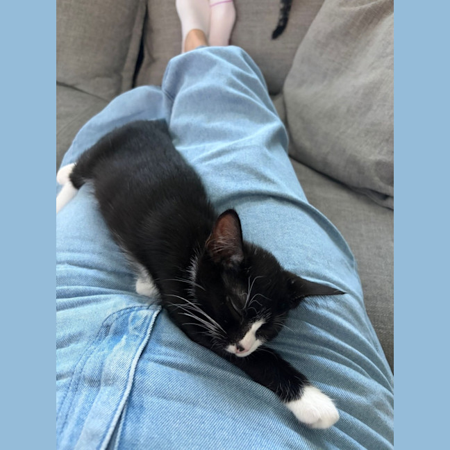 Photo of 🤍 Momo 🖤