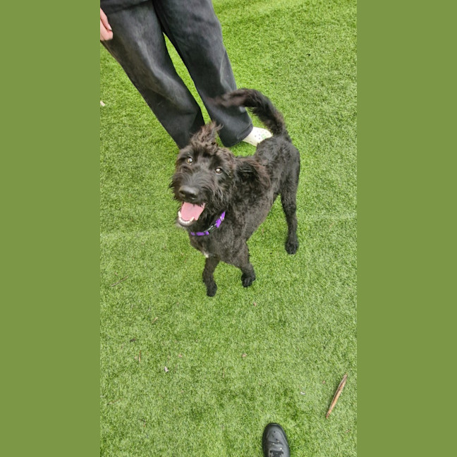 Photo of Pippin