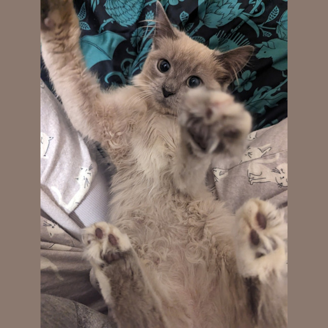Photo of Lilac