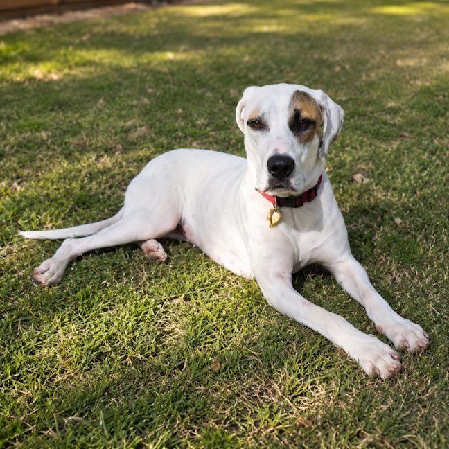 Photo of Zelda