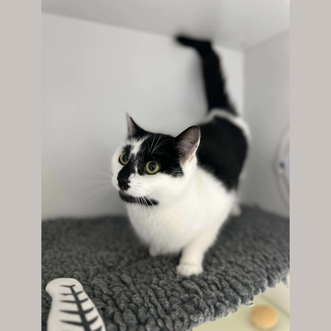 Photo of 🍙 Looshkin 6340 🍙