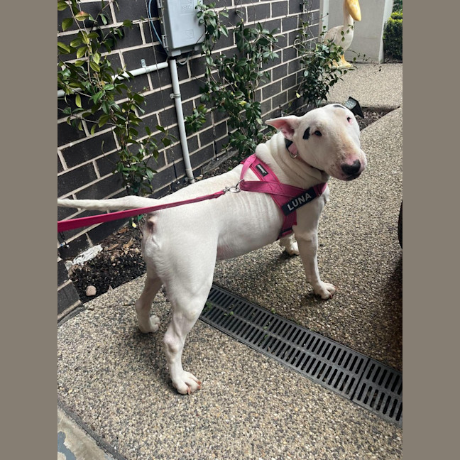 Photo of Luna
