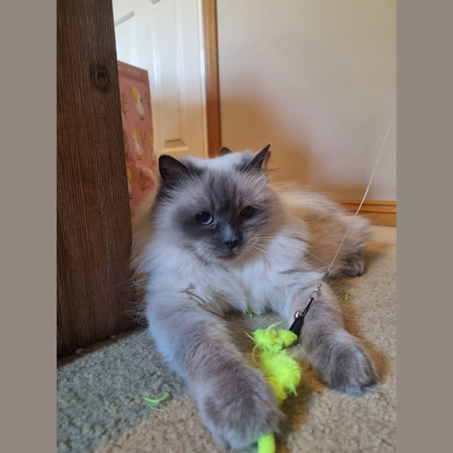 Photo of Selene & Voxie