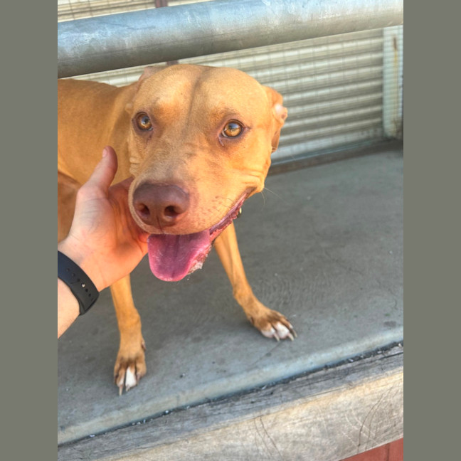 Photo of Shia Labeouf