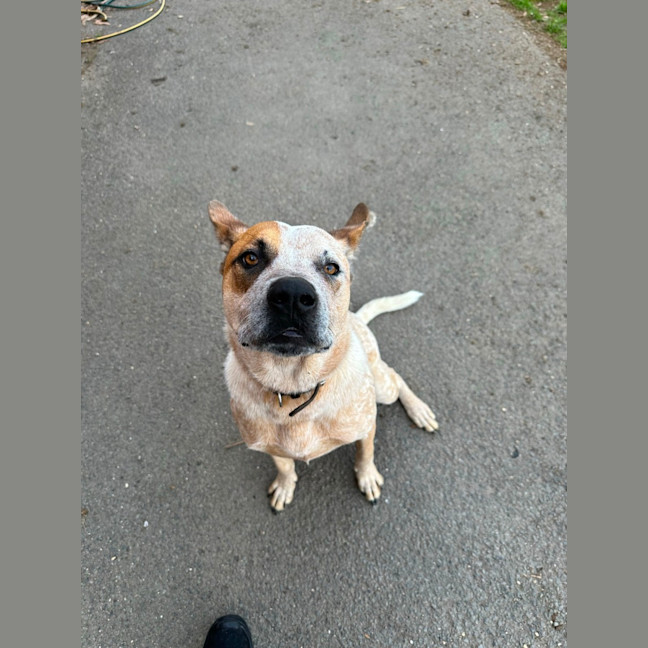 Photo of Nugget