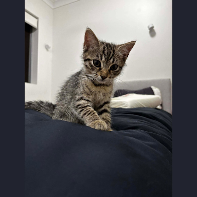 Photo of Peaches