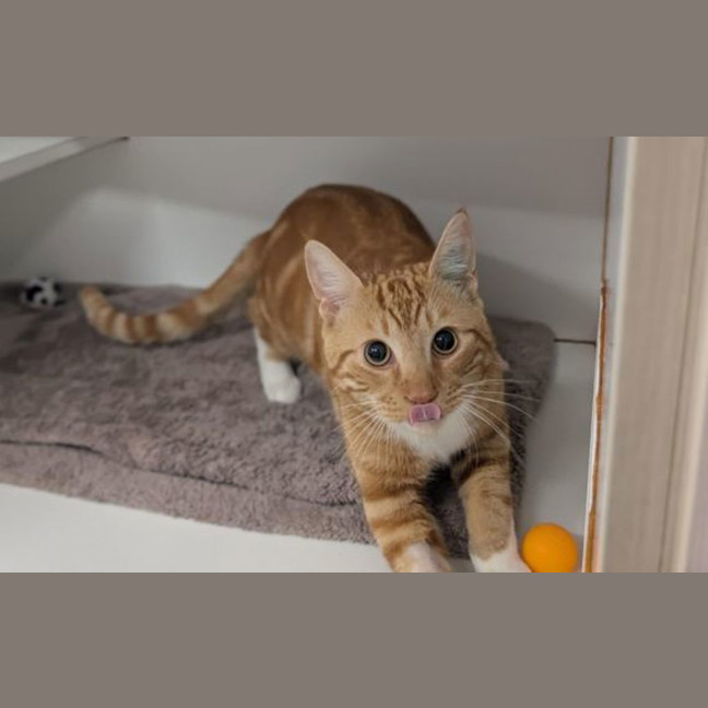 Photo of Orange