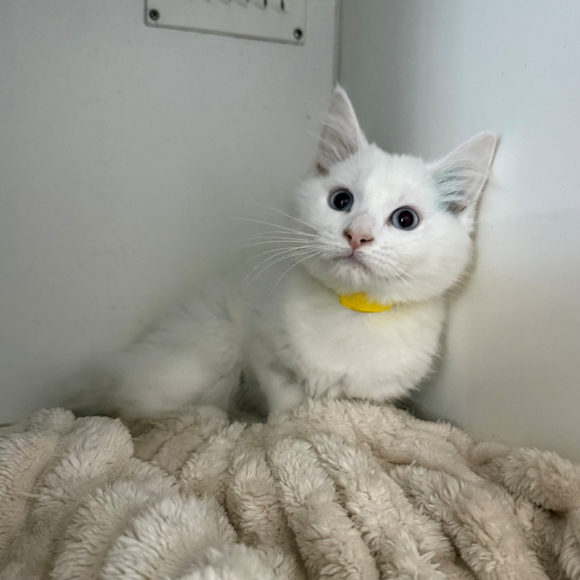 Photo of Aspen