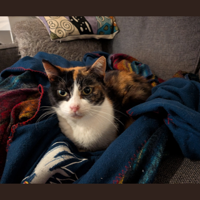 Photo of Petunia