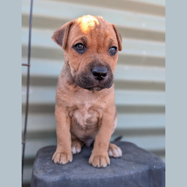 Photo of Dopey