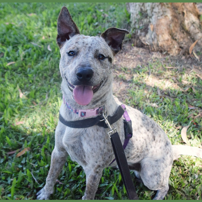 Photo of Turbo