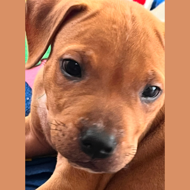 Photo of Milly, Celia, Sully & Mikey   8 Week Old Staffy X 