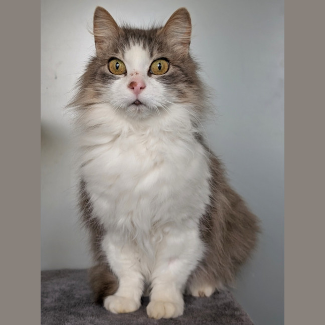 Photo of Gizmo