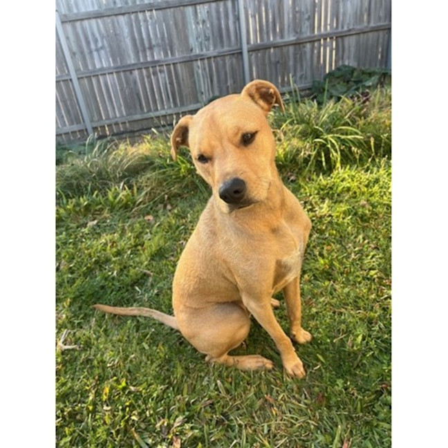 Photo of Edna *$250 Adoption Fee*