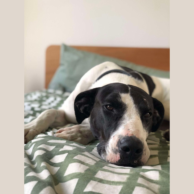 Photo of Koda