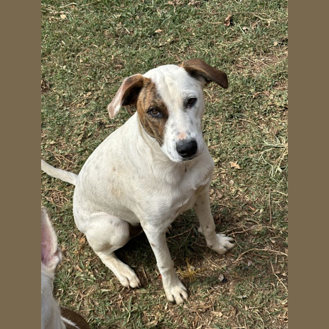 Photo of Thunder *$350 Adoption Fee* 