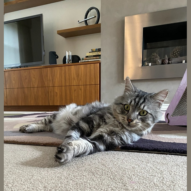 Photo of Samson 