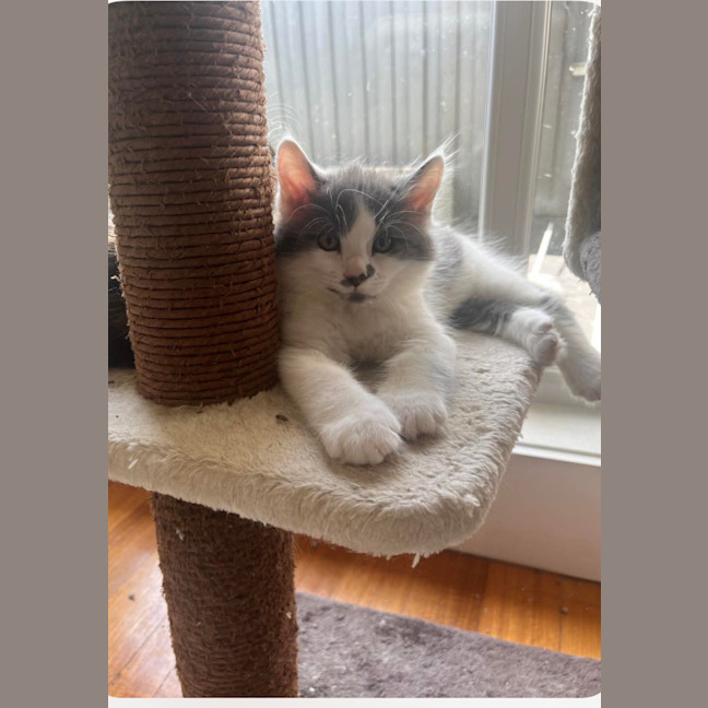 Photo of Mork And Mindy