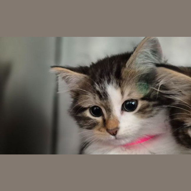 Photo of Zoe
