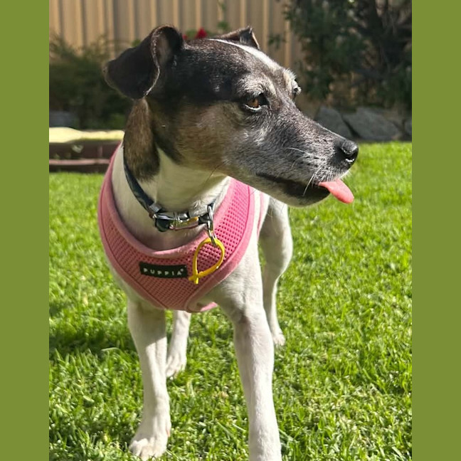 Photo of Dixie