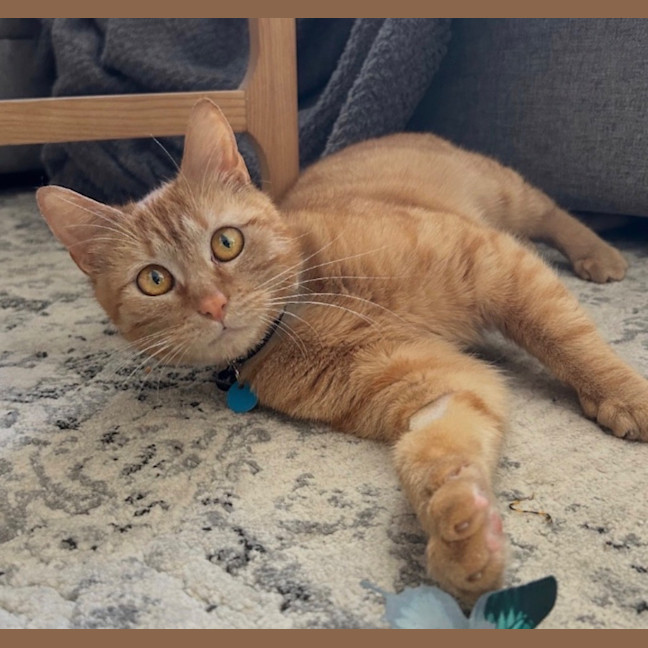 Photo of Chilli