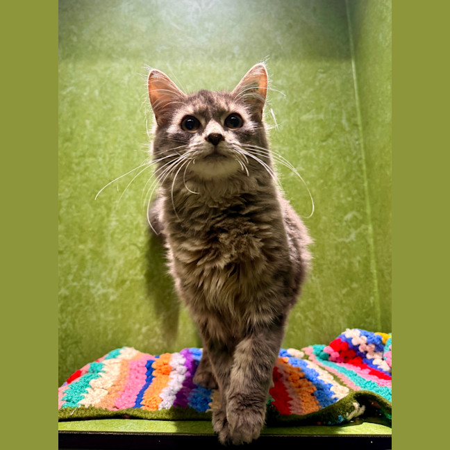 Photo of Grey (Bonded To Blossom)