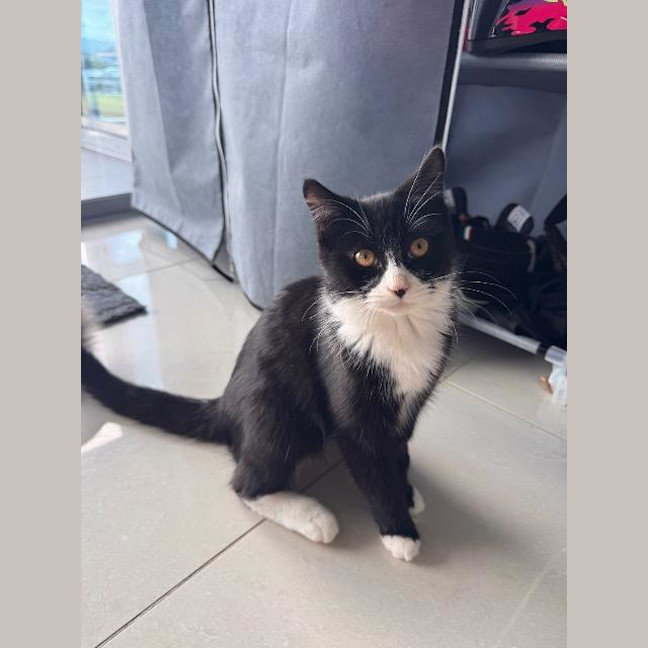 Photo of Oreo