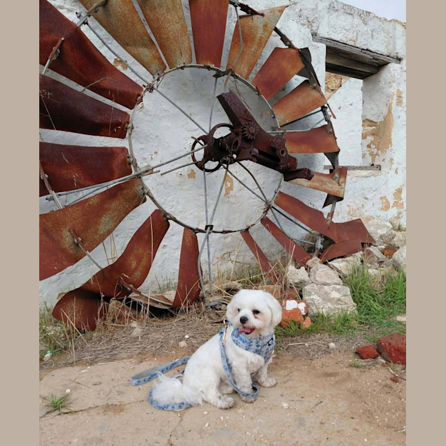 Photo of Daisy