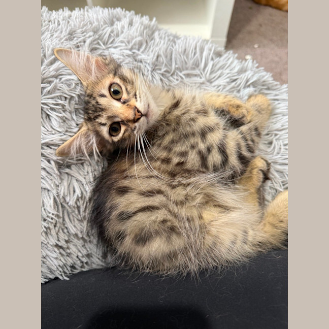 Photo of Chilli