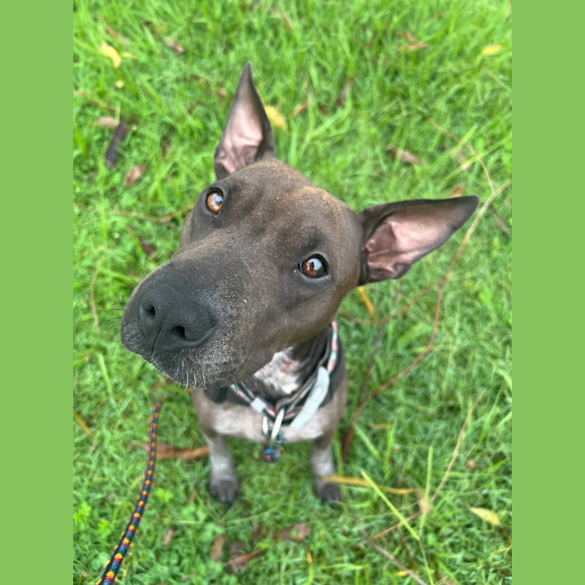 Photo of Luna
