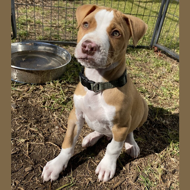 Photo of Onyx