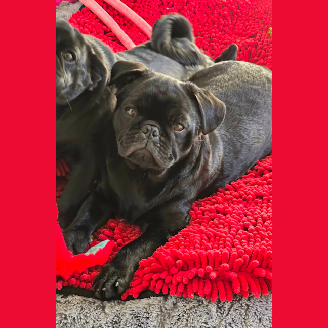 Photo of Chester