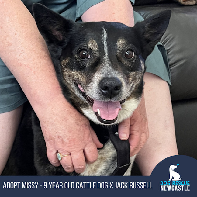 Photo of Missy 😍Blue Cattle X Jrt (On Trial 21/10/24)