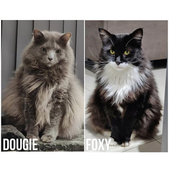 Photo of 2529 & 3497   Dougie & Foxy